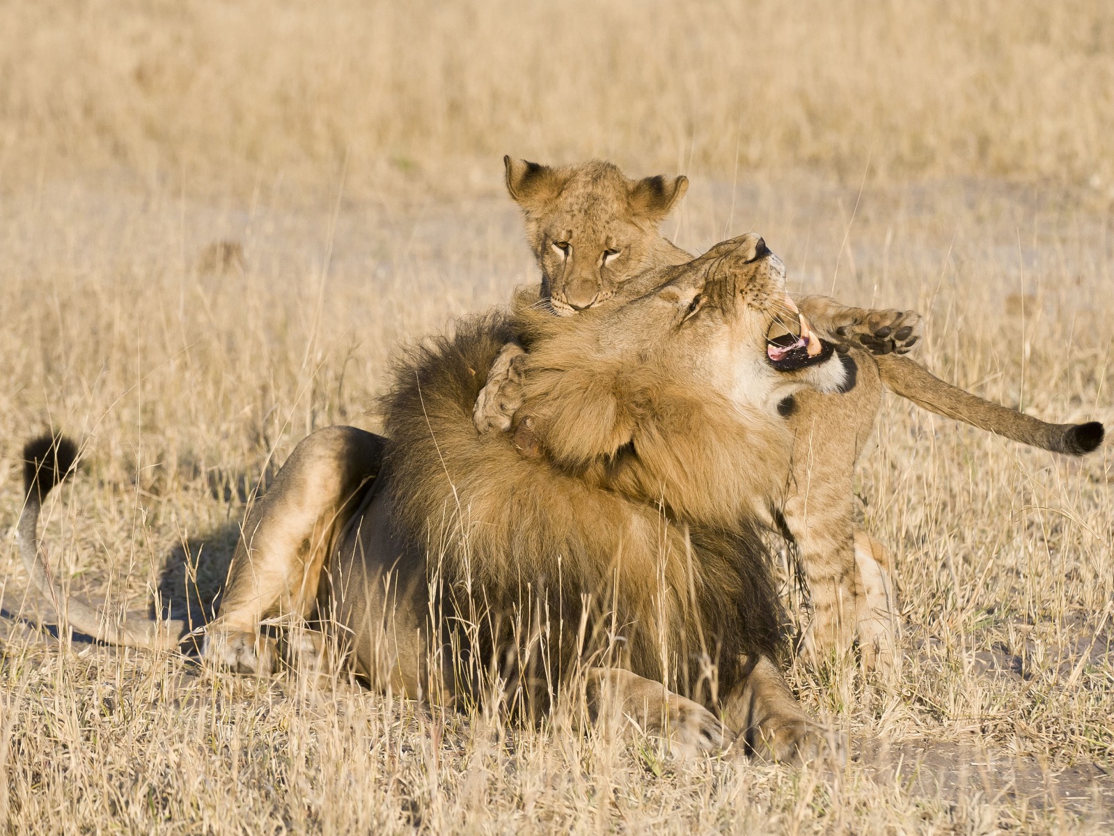 Davison's Camp, Elefanten, Elefantenpopulation, Hwange National Park, Löwen, Löwenbabies, Männlicher Löwe, Wilderness Safaris