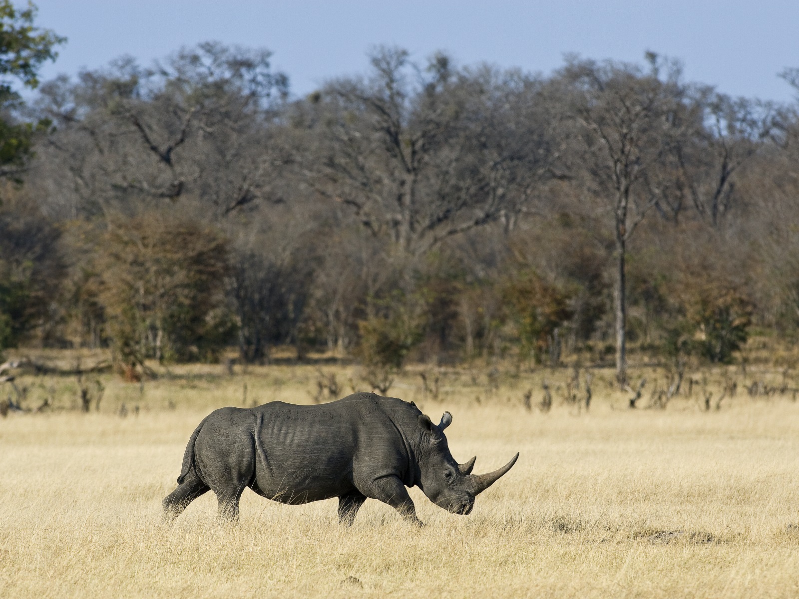 Davison's Camp, Elefanten, Elefantenpopulation, Hwange National Park, Breitmaulnashorn, Nashorn, NashornWhite Rhino, White Rhino, Wilderness Safaris