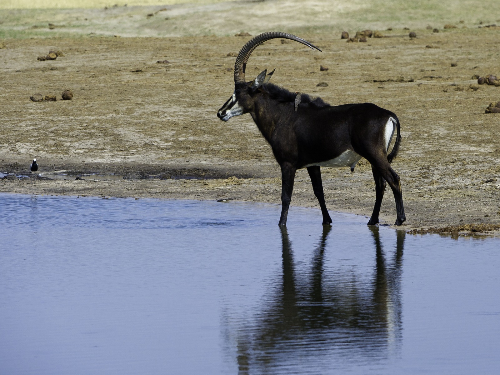 Davison's Camp, Elefanten, Elefantenpopulation, Hwange National Park, Rappenantilope, Säbelantilope, Wasserloch, Wilderness Safaris