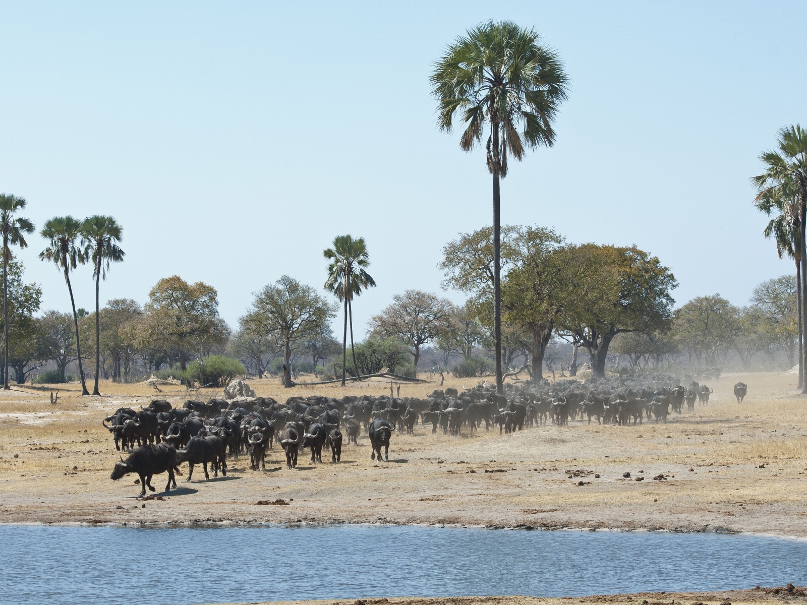 Davison's Camp: Durstige Büffel
