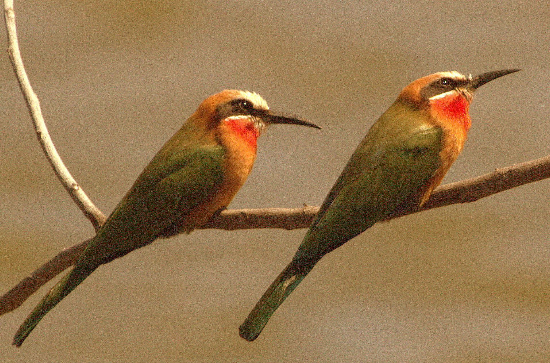 Canoe Safari, Goliath Safaris, Goliath Tented Camp, Kanu-Safari, Mana Pools National Park, Sambesi, Samebsi-Tal, Stretch Ferreira, Zambezi, Walking Safari, White Fronted Bee-Eater, Afrikarma, Afrikarma Safaris, Afrikarma Safaris - Wildnis. Hautnah., Afrikarma.de