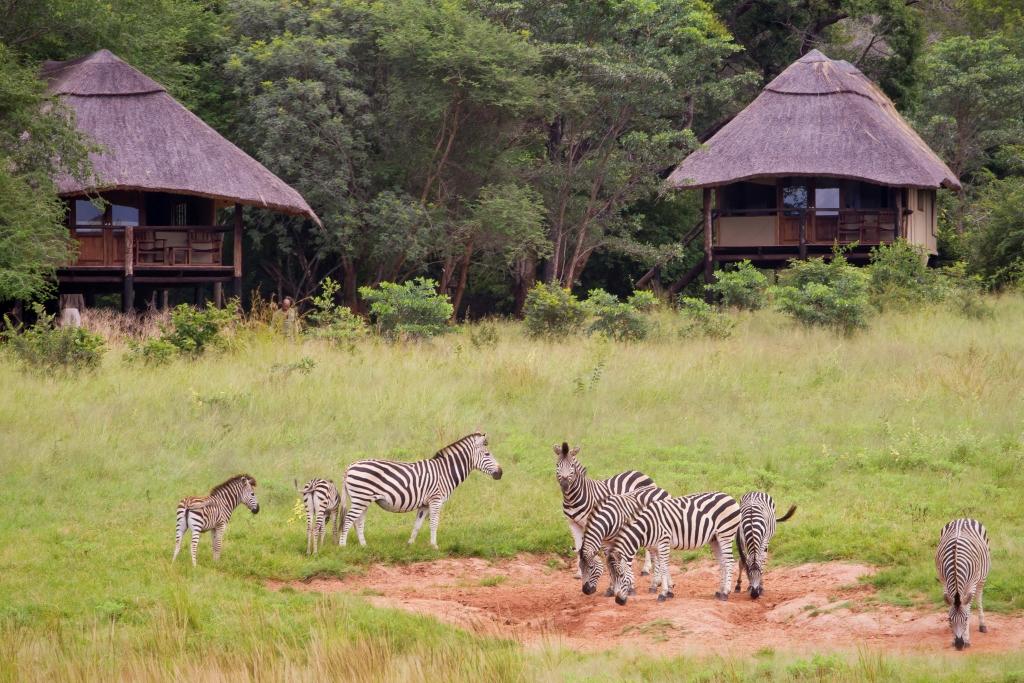 Ivory Lodge: Zebras