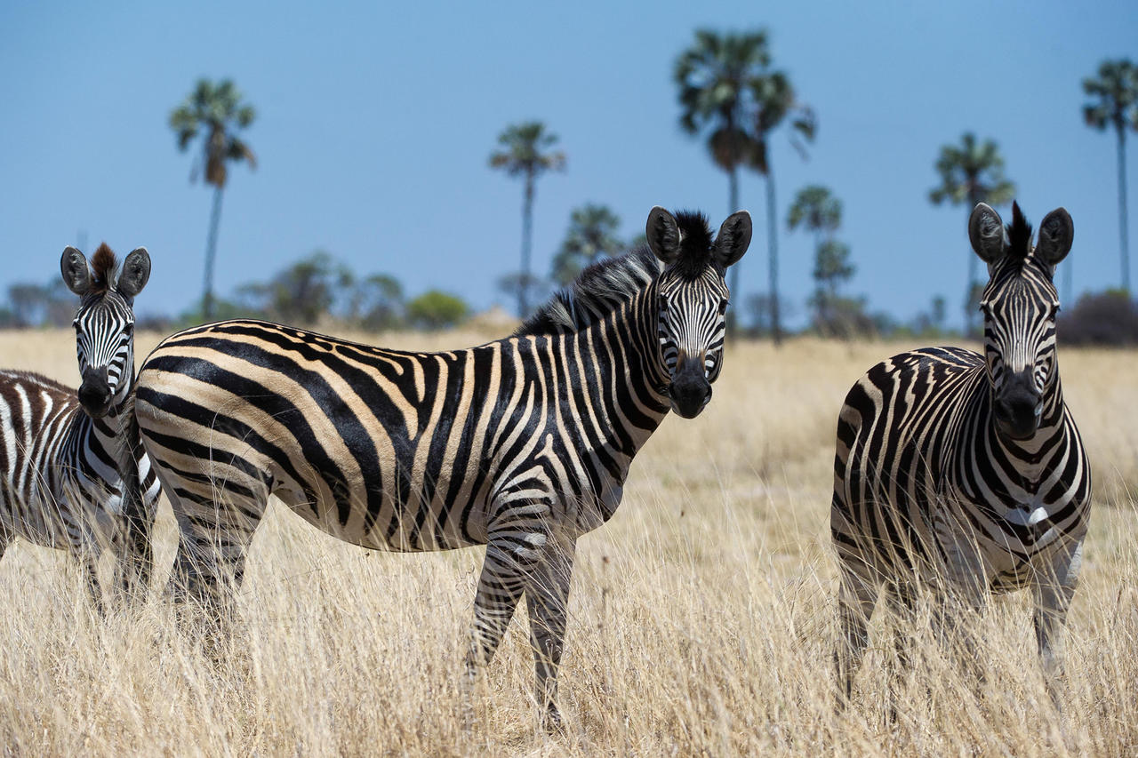 Linkwasha Camp: Burchell-Zebras africa, afrika, afrikarma, birding, buchen, büffel, elefant, hwange, hwange national park, hwange-nationalpark, informieren, leopard, Linkwasha, Linkwasha Camp, Linkwasha Concession, linkwasha reservat, linkwasha reserve, Löwe, luxuriös, luxus, nachhaltig, nachhaltigkeit, nachtpirschfahrt, ngamo, ngamo plains, ngamo-ebene, private reserve, privatreservat, reise, reisen, reiseveranstalter, safari, simbabwe, solar, solarenergie, southern africa, südliches afrika, urlaub, vögel, vollpension, western zimbabwe, westesimbabwe, www.afrikarma.de, zimbabwe, burchell's zebra, fauna, pferdeartige, pflanzenartige, säuger, säugetiere, steppenzebra, tiere, zebra