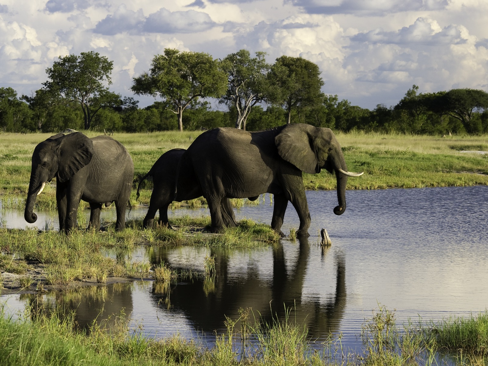 Hwange National Park, Little Makalolo Camp, Log Pile Hide, Mbiza Pan, Ngweshla, Elefantenbulle, Elefantenherde, Elefantenkuh, Wasserloch, afrikarma, Afrikarma.de, Wilderness Safaris