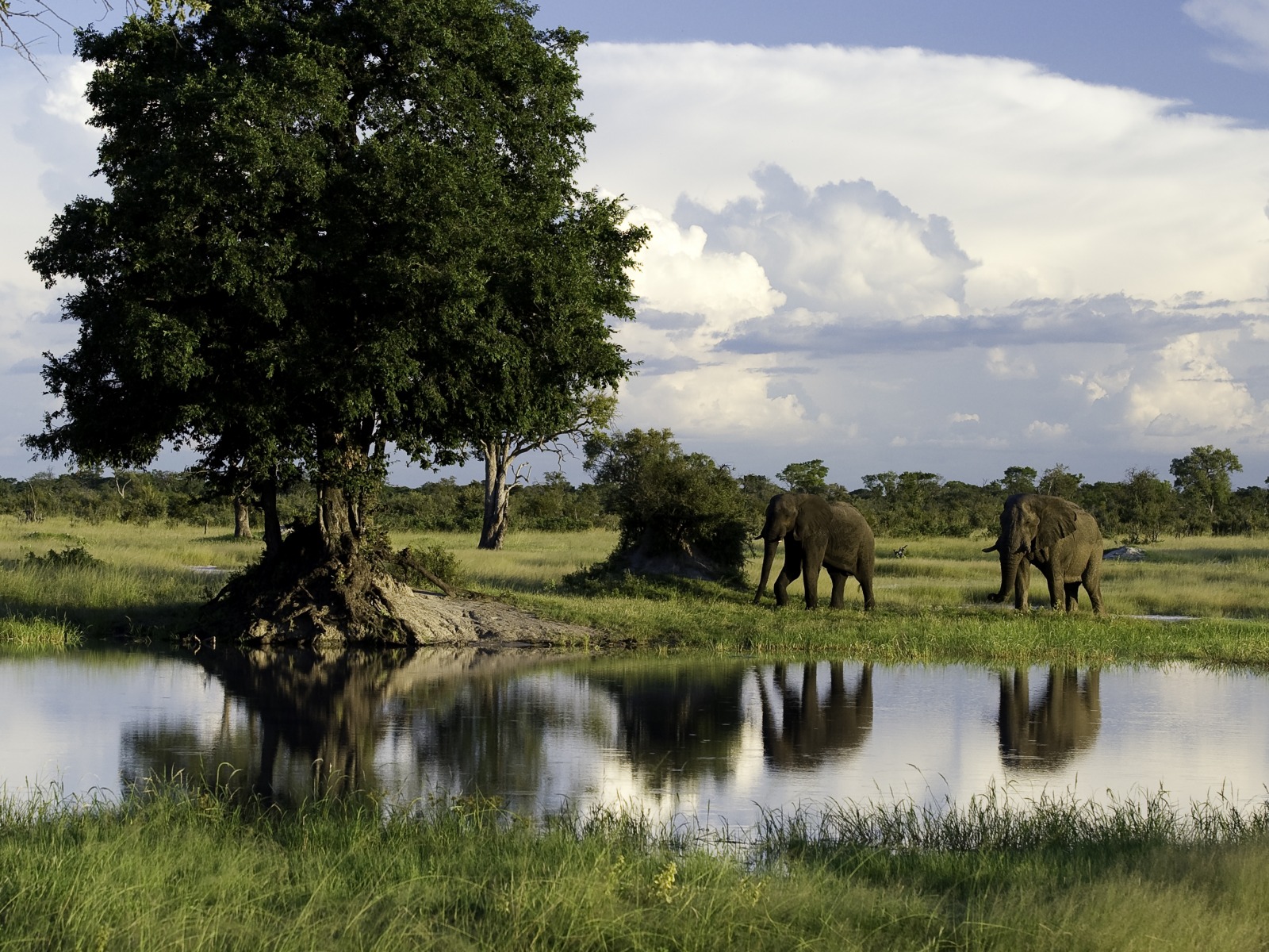 Hwange National Park, Little Makalolo Camp, Log Pile Hide, Mbiza Pan, Ngweshla, Elefanten, Wasserloch, Elefant, Elefantenbaby, Elefantenbulle, Elefantenkalb, Elefantenkuh, afrikarma, Afrikarma.de, Wilderness Safaris