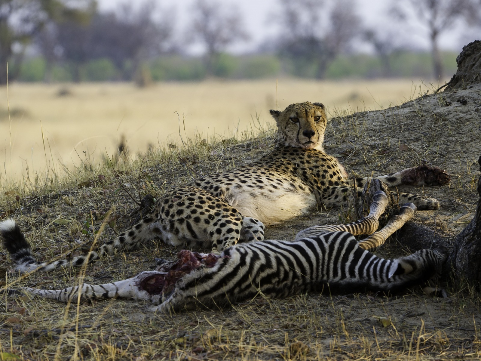 Hwange National Park, Little Makalolo Camp, Log Pile Hide, Mbiza Pan, Ngweshla, Beute, Gepard, Raubkatze, Riss, Zebras, afrikarma, Afrikarma.de, Wilderness Safaris