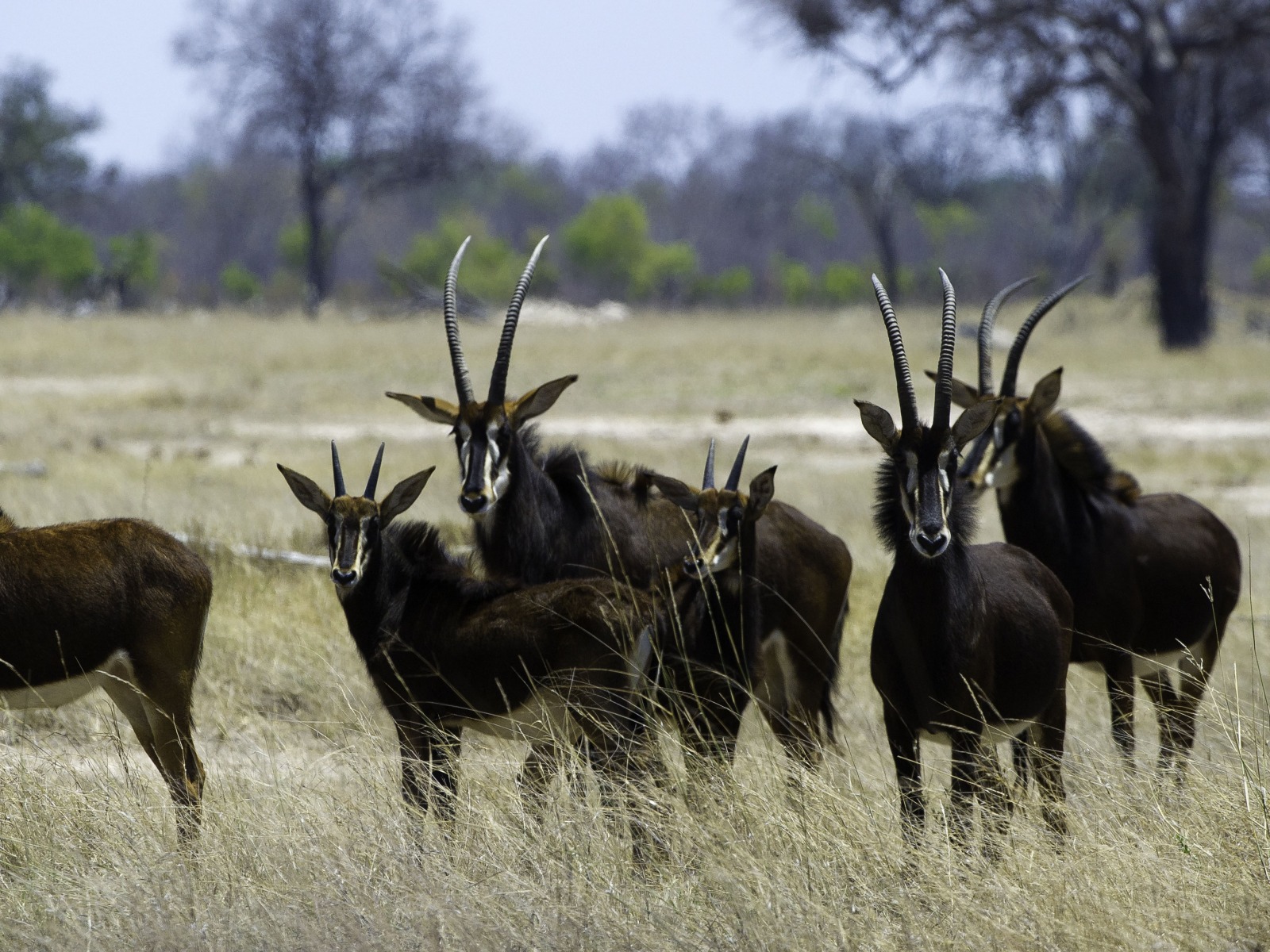 Hwange National Park, Little Makalolo Camp, Log Pile Hide, Mbiza Pan, Ngweshla, Antilope, Rappenantilope, afrikarma, Afrikarma.de, Wilderness Safaris