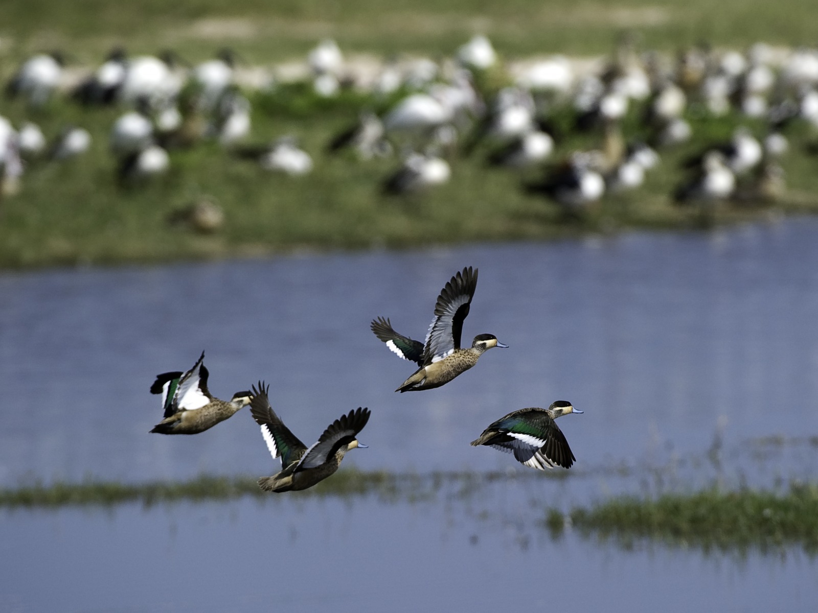 Hwange National Park, Little Makalolo Camp, Log Pile Hide, Mbiza Pan, Ngweshla, Blue Billed Teal, Hottentot Teal, Hottentotenente, Anas hottentota, afrikarma, Afrikarma.de, Wilderness Safaris