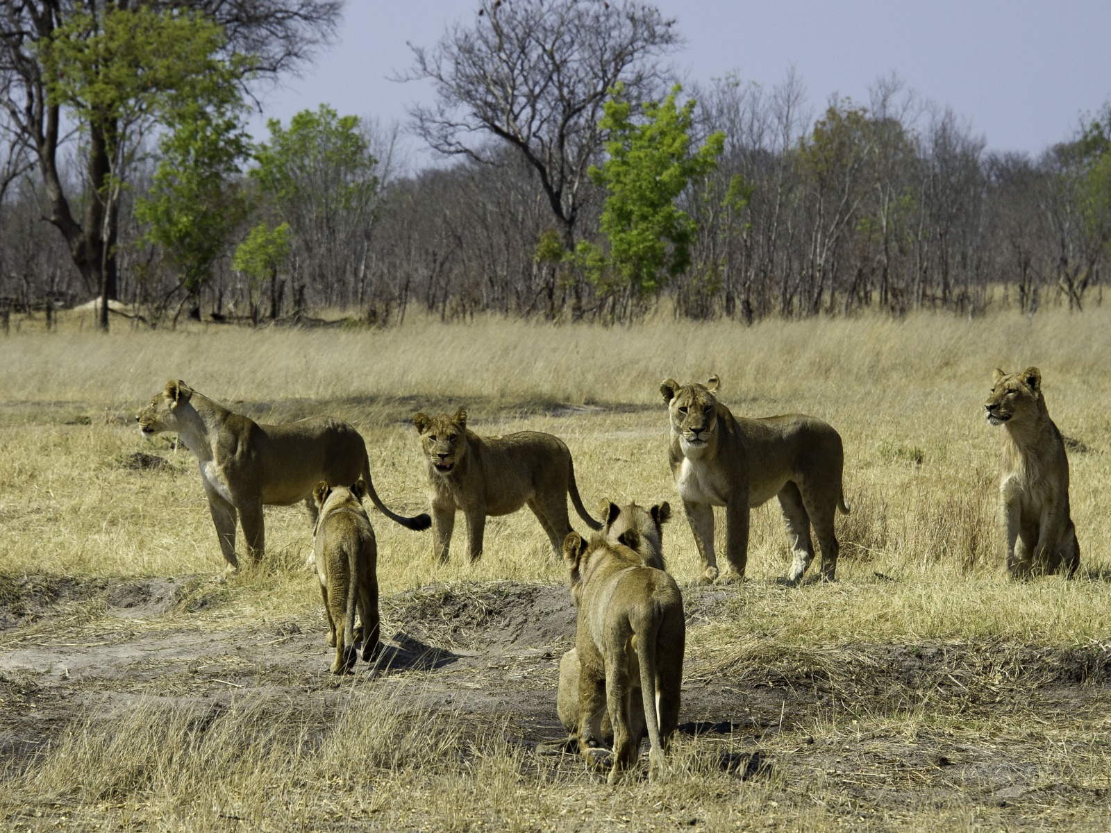 Hwange National Park, Little Makalolo Camp, Log Pile Hide, Mbiza Pan, Ngweshla, Löwenrudel, Löwin, afrikarma, Afrikarma.de, Wilderness Safaris