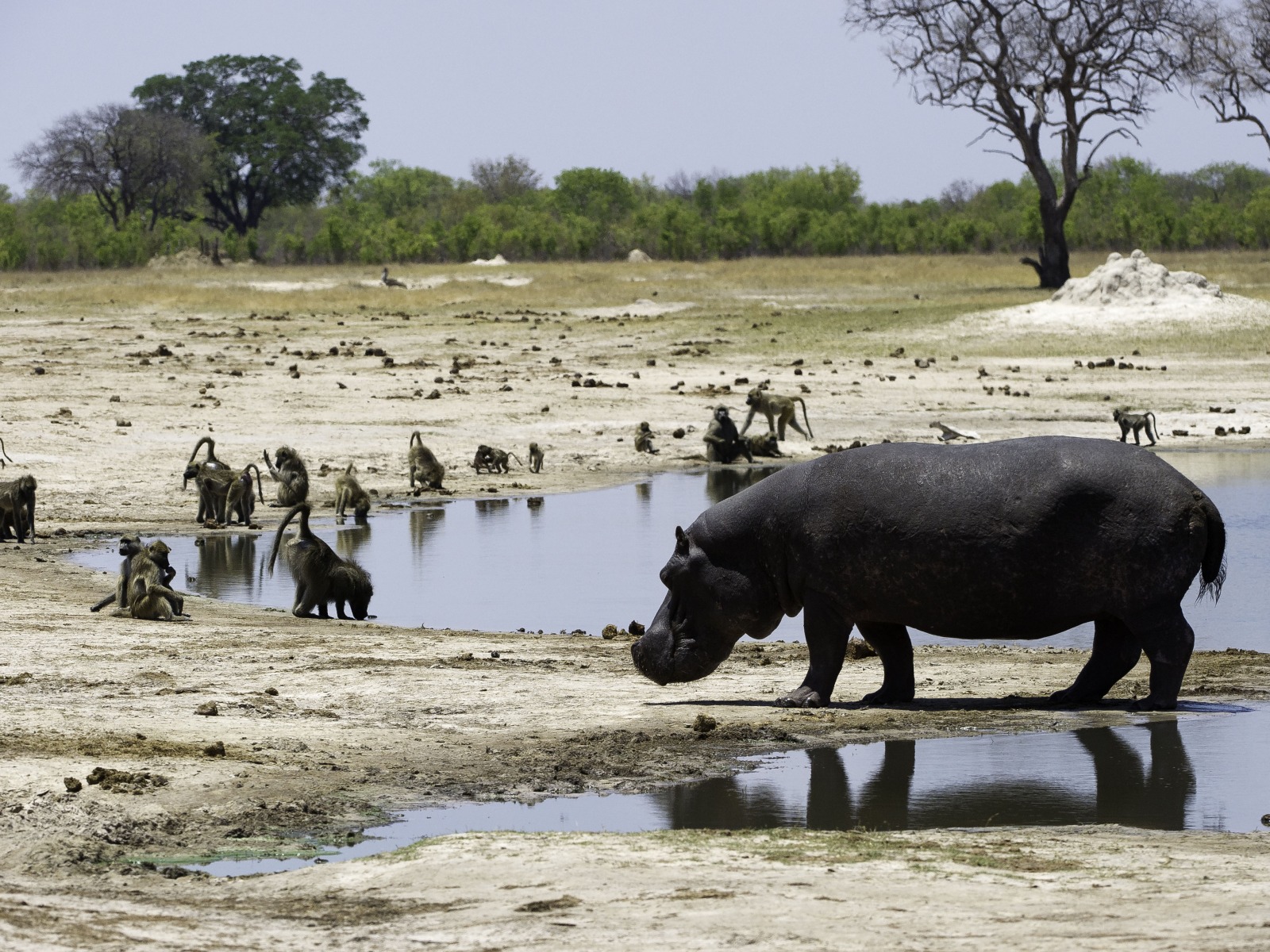 Hwange National Park, Little Makalolo Camp, Log Pile Hide, Mbiza Pan, Ngweshla, Flusspferd, Nilpferd, Pavia, Wasserloch, afrikarma, Afrikarma.de, Wilderness Safaris