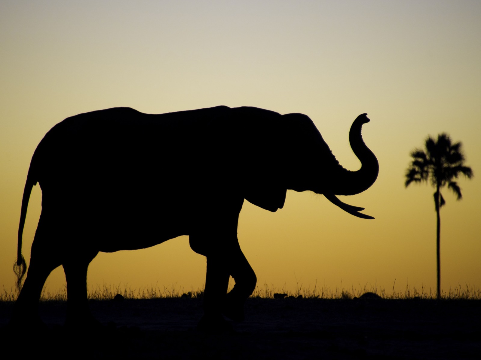 Hwange National Park, Little Makalolo Camp, Log Pile Hide, Mbiza Pan, Ngweshla, Elefant, Elefanten, Elefantenbaby, Elefantenbulle, Elefantenkalb, Elefantenkuh, Silhouette, Wasserloch, afrikarma, Afrikarma.de, Wilderness Safaris