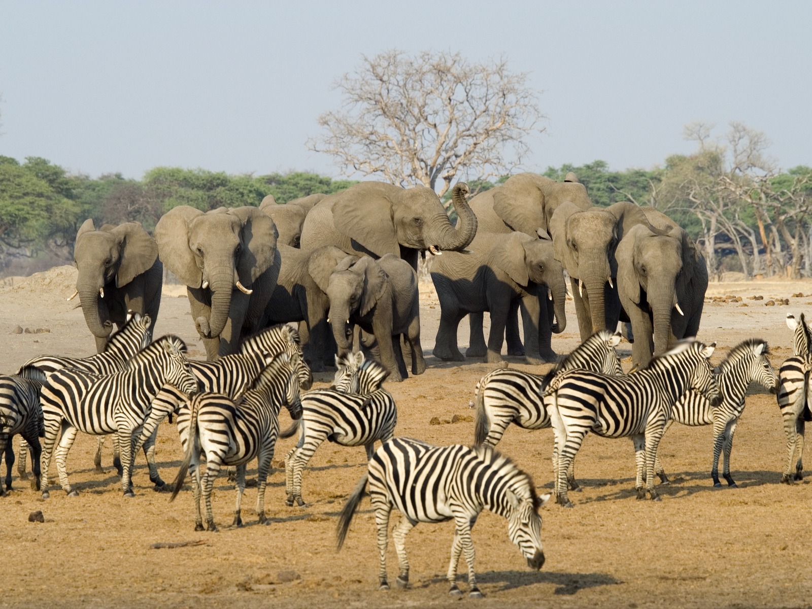 Makalolo Plains Camp: Elefanten und Zebras