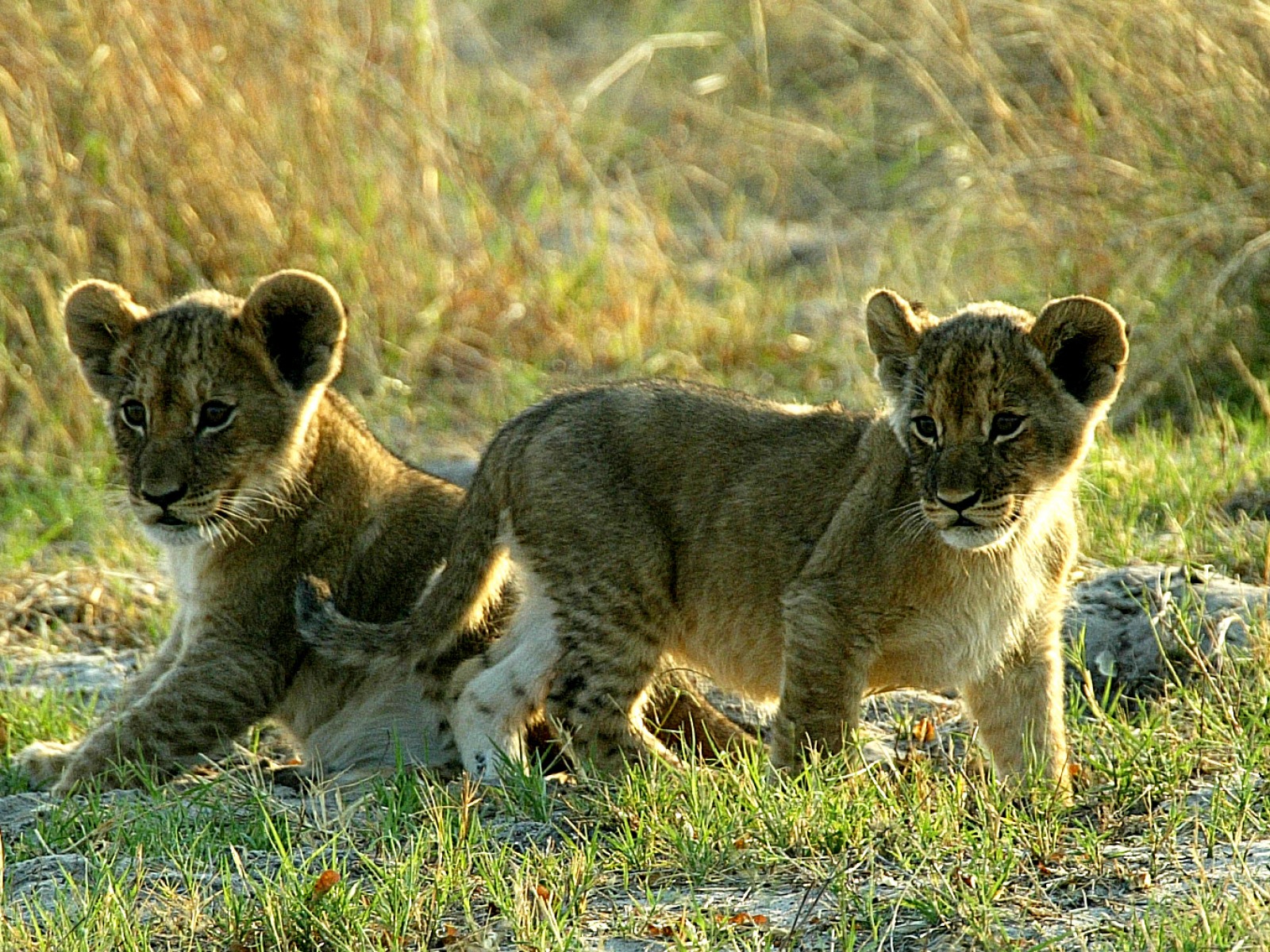 Makalolo Plains Camp: Kleine Löwenwelpen