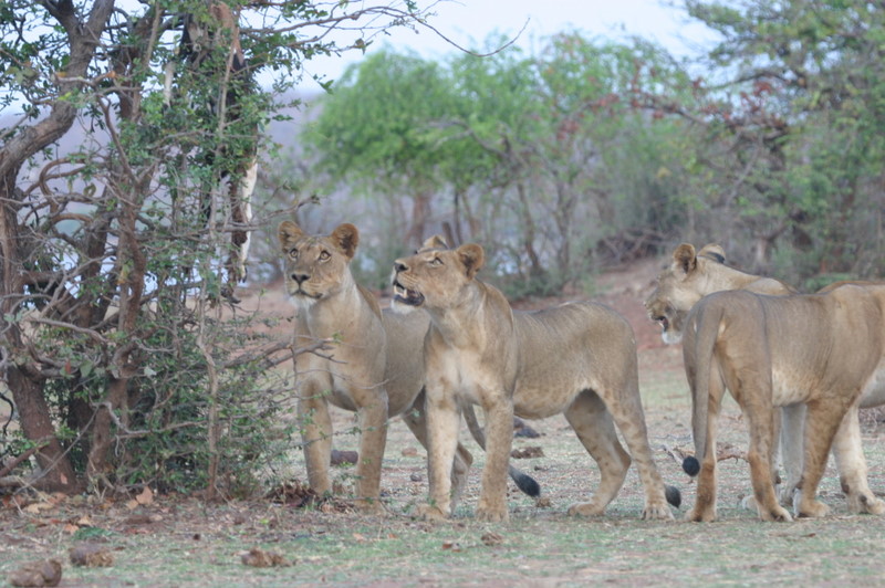Musango Safari Camp: Löwengruppe Kariba-See, Lake Kariba, Matusadona National Park, Musango Safari Camp, Steve Edwards, Löwen, Löwenrudel, Karibasee