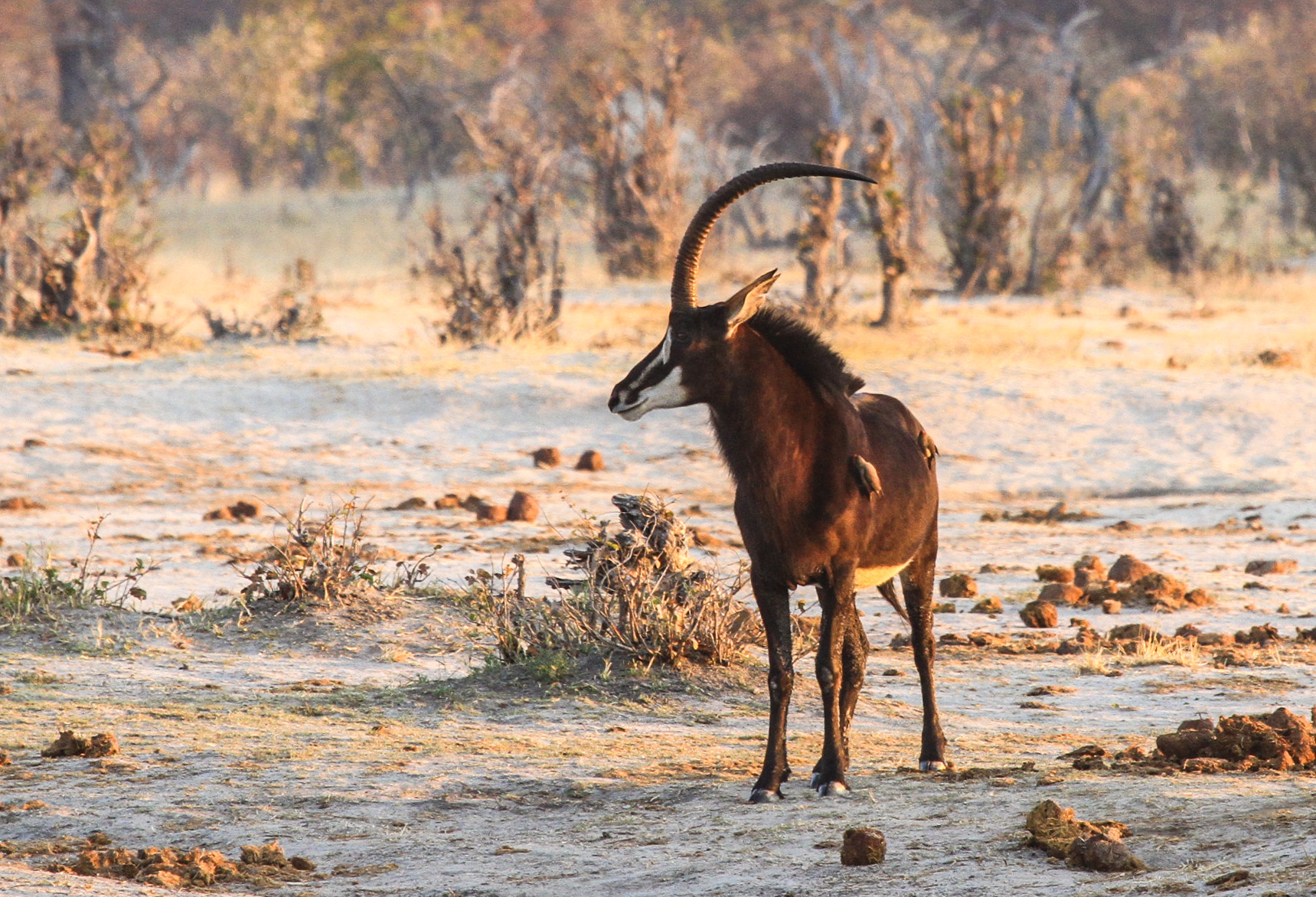 Nehimba Lodge: Säbelantilope Nehimba Lodge: Säbelantilope