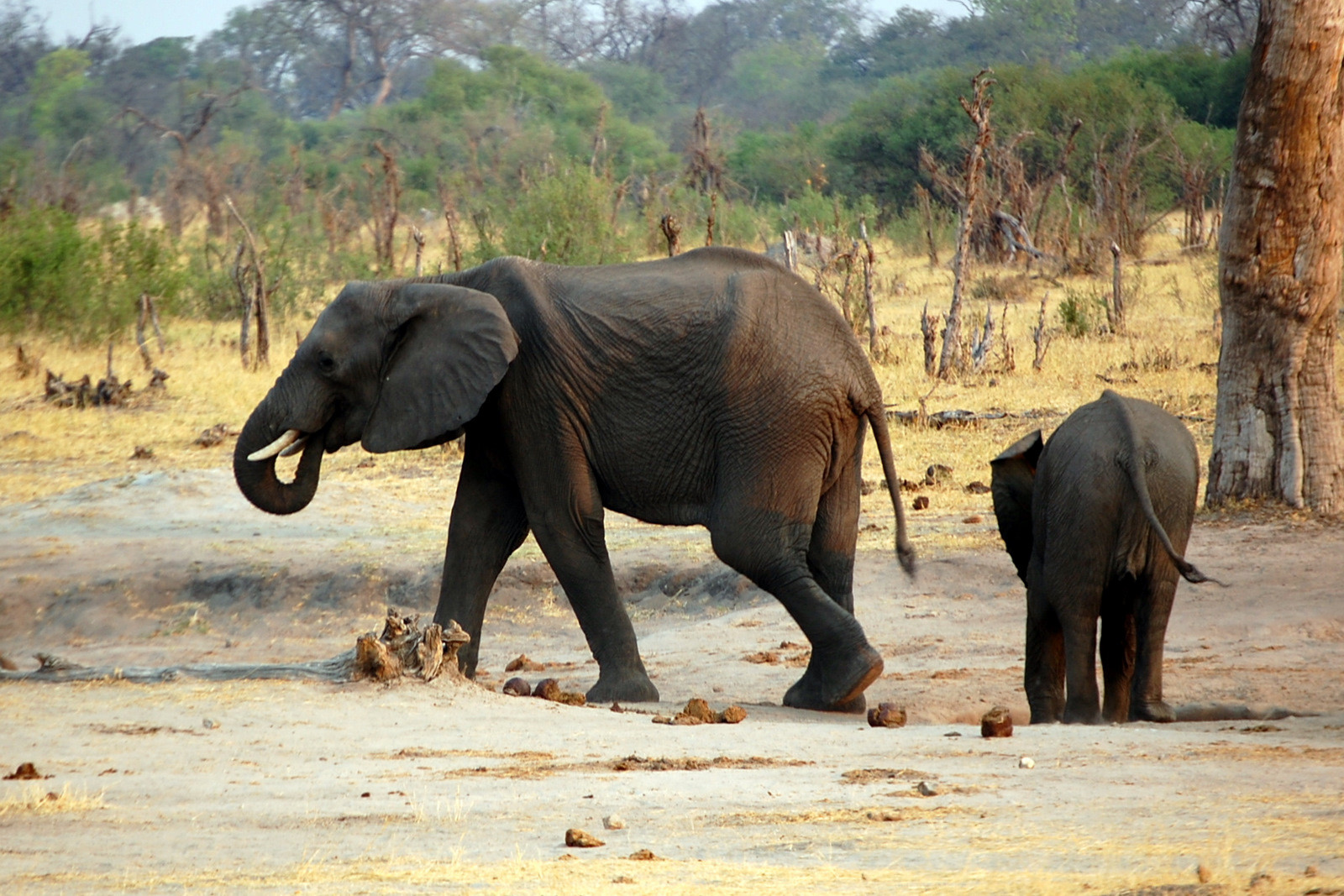 Hwange National Park, Elefanten, Elefantenherde, Wasserloch, African Bush Camps, Afrikarma, Afrikarma Safaris, Afrikarma.de, Beks Ndlovu