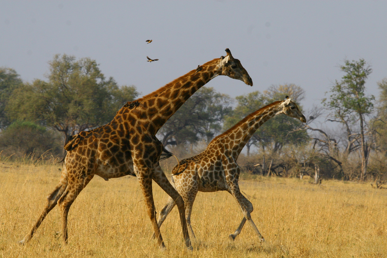 Hwange National Park, Giraffen, African Bush Camps, Afrikarma, Afrikarma Safaris, Afrikarma.de, Beks Ndlovu