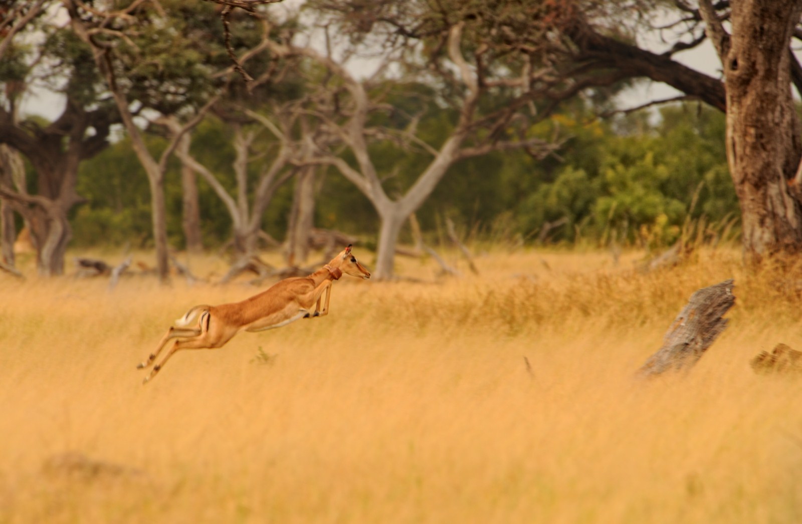 Hwange National Park, Antilope, Impala, African Bush Camps, Afrikarma, Afrikarma Safaris, Afrikarma.de, Beks Ndlovu