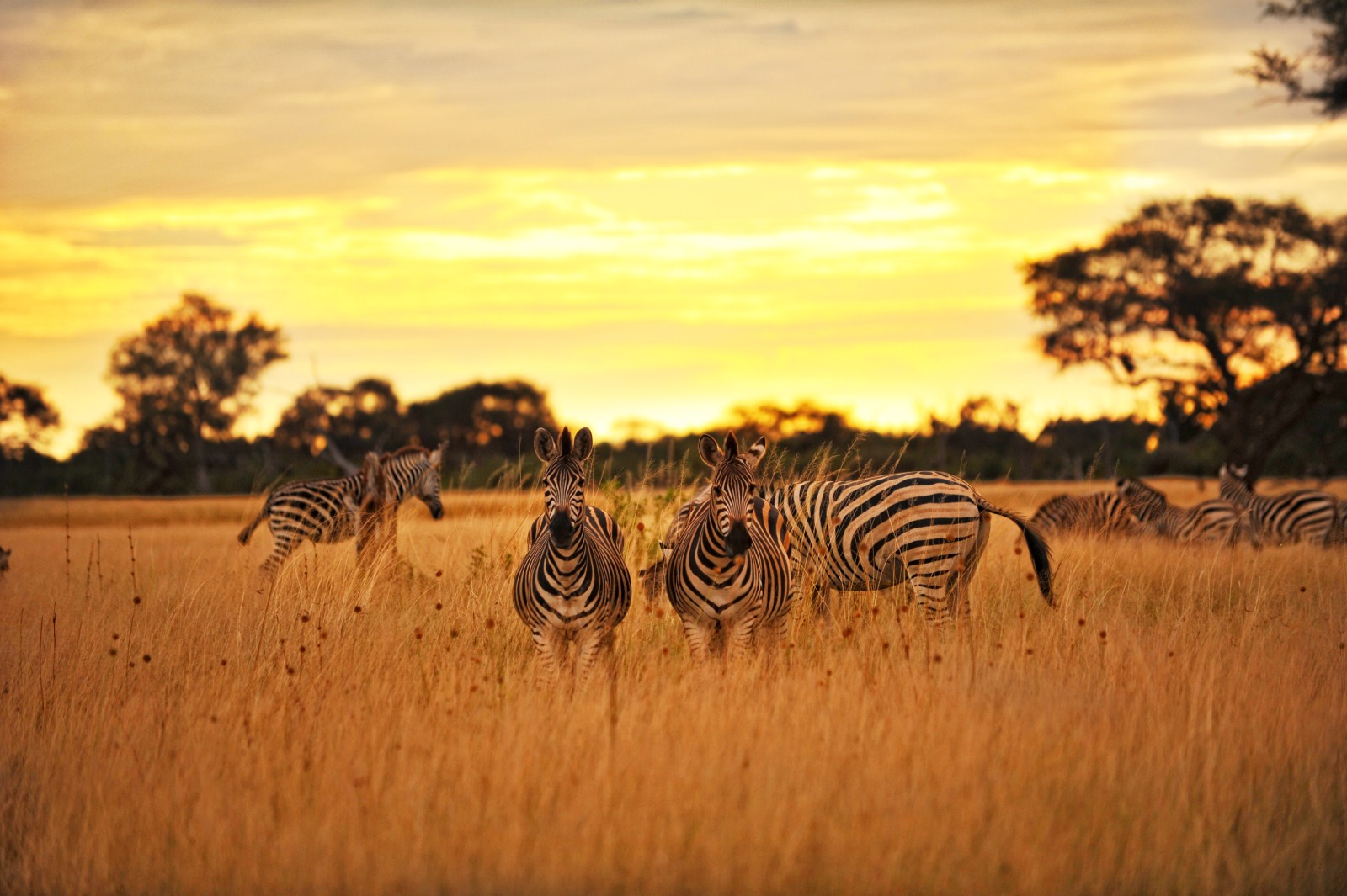 Hwange National Park, Abendlicht, Zebra, African Bush Camps, Afrikarma, Afrikarma Safaris, Afrikarma.de, Beks Ndlovu