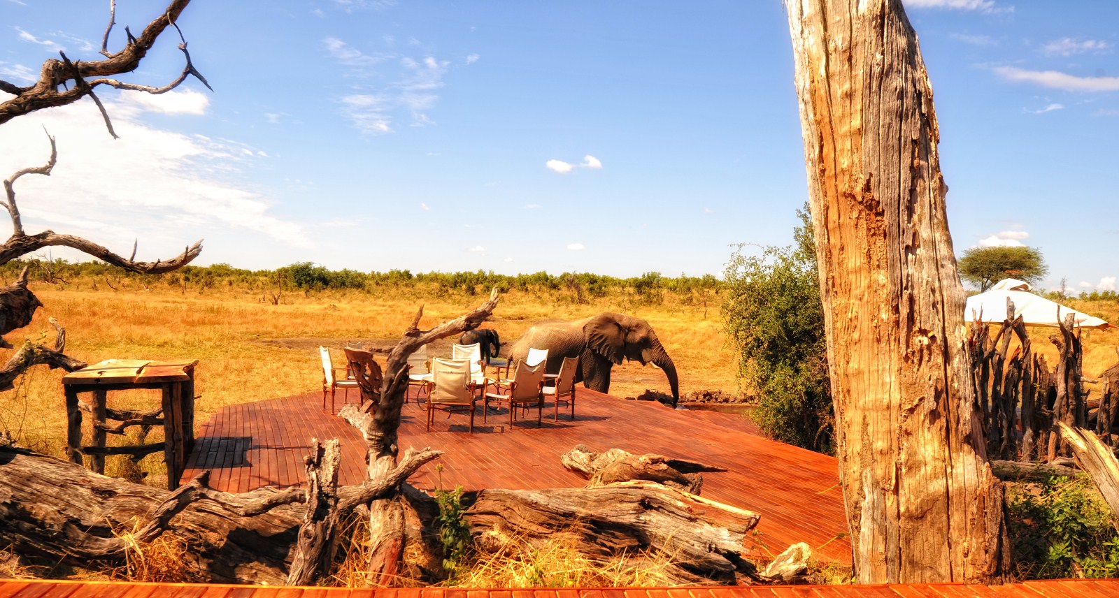 Aktivitäten, Deck, Elefanten, Hwange National Park, Pool, Somalisa, Somalisa Camp, Wasserloch, African Bush Camps, Beks Ndlovu