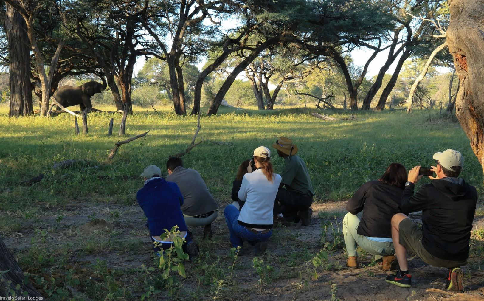 Tum Tum Treehouse Lodge: Walking Safari