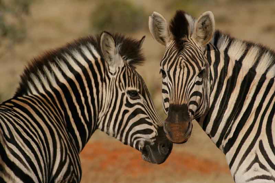 Zebra, Sambesi, Simbabwe, Victoria Falls River Lodge, Zambezi, Zambezi National Park, zimbabwe, afrikarma, afrikarma safaris, afrikarma.de
