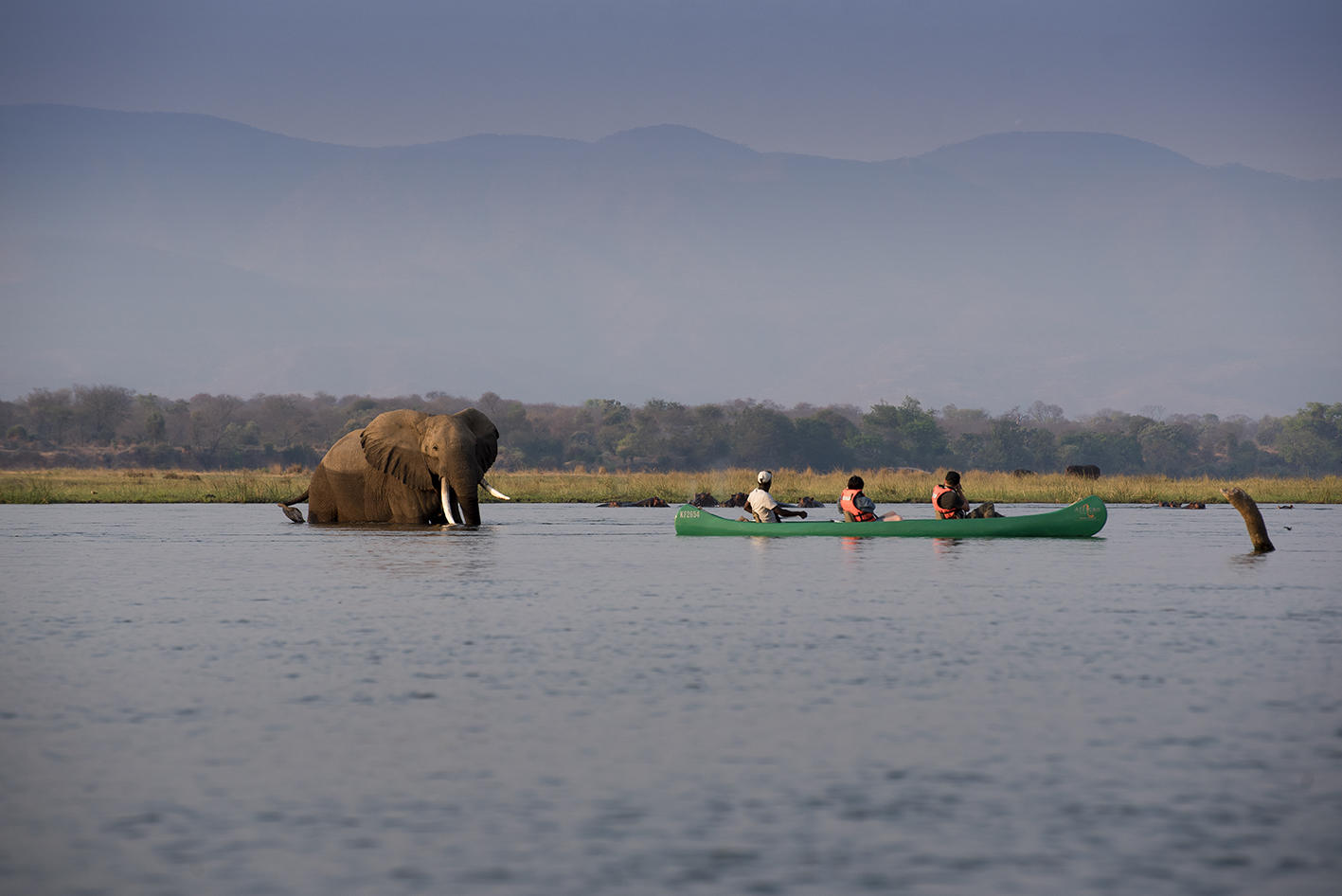 Zambezi Expeditions Camp: Mokoro Fahrt mit Elefanten Begegnung