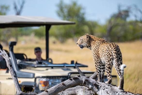 Zambezi Sands Luxury Tented Camp: Leopard