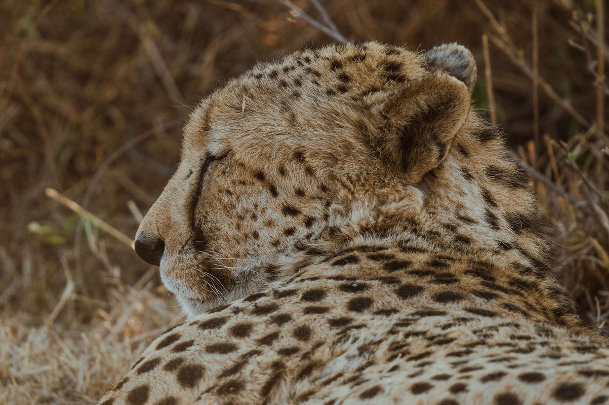 Last Word Madikwe Lodge: Gepard