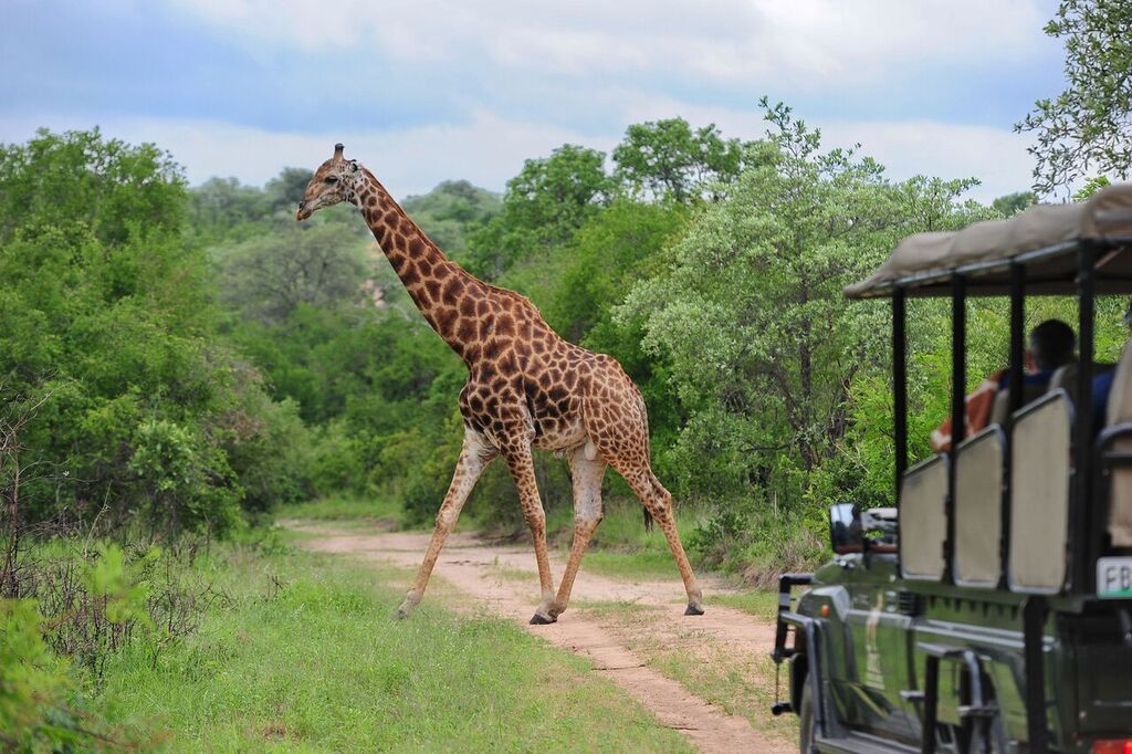 Fitzpatrick’s at Jock: Giraffe vor dem Jeep Jock Safari Lodge, Krüger Nationalpark, Safari, Südafrika, Giraffe, Afrikarma, Afrikarma Safaris, Afrikarma Safaris - Wildnis. Hautnah., afrikarma.de, Aktivitäten