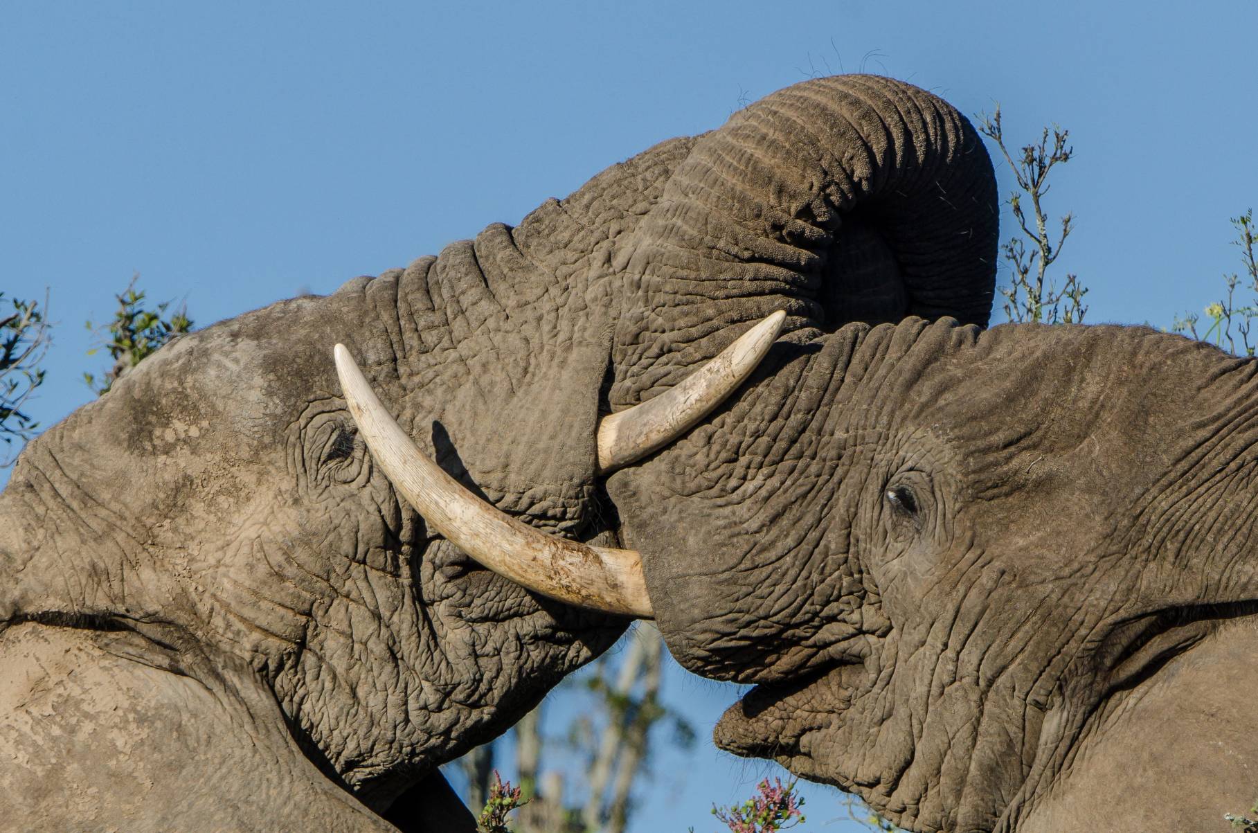 Great Fish River Lodge: Elefantenbullen