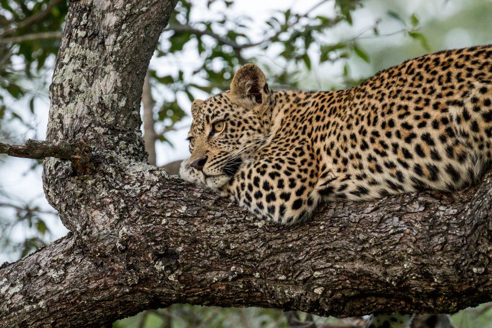 jacis sabi house, Krüger Nationalpark, Luxus Safari, SAbi Sands, Safari Lodge, Tiere und Aktivitäten, Afrikarma, Afrikarma Safaris, Afrikarma Safaris - Wildnis. Hautnah., Afrikarma.de