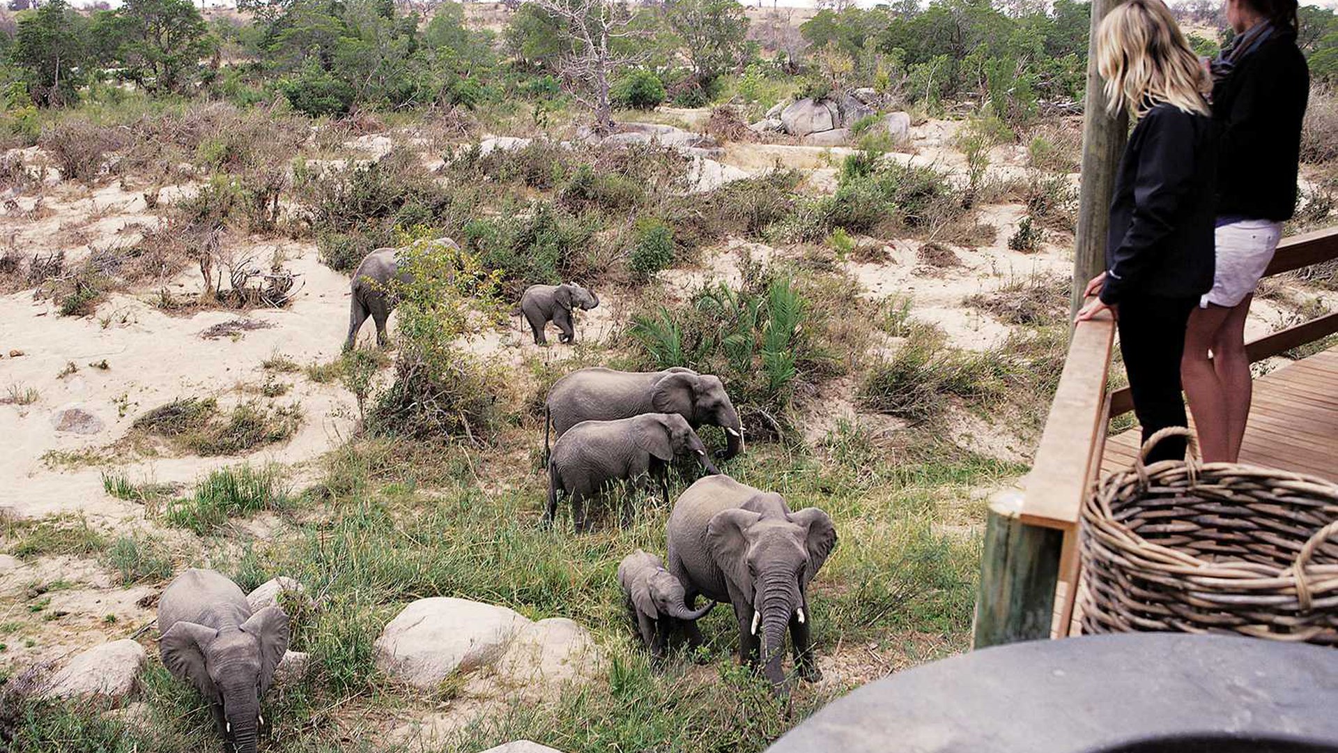 Kruger National Park, Londolozi, Londolozi Founders Camp, Londolozi Game Reserve, Sabi Sand Game Reserve, Sand River, Südafrika, Aussichtsplattform, Elefanten, Elefantenherde, Terrasse, Afrikarma, Afrikarma Safaris, Afrikarma Safaris – Wildnis. Hautnah., afrikarma.de