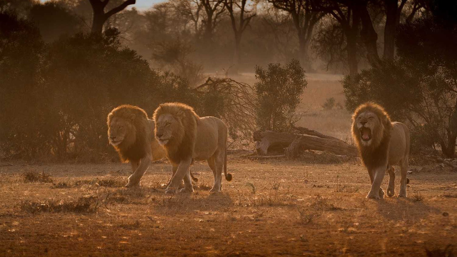 Londolozi: Gruppe männlicher Löwen
