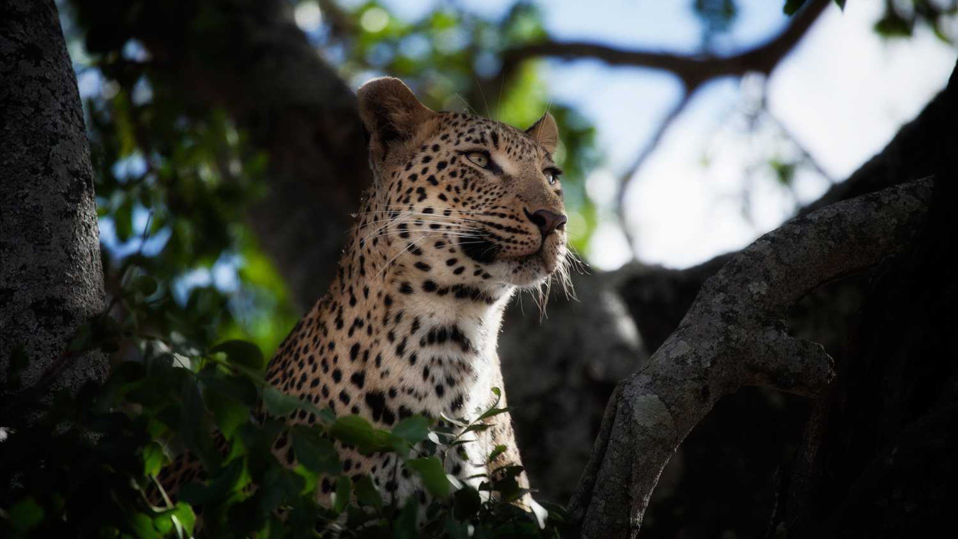Londolozi: Raubtiere im Geäst