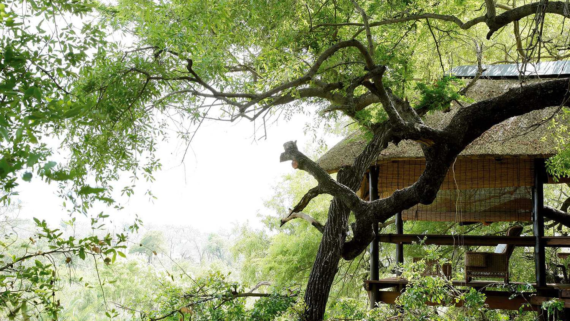 Fotosafari, Krüger Nationalpark, Londolozi, Londolozi Game Reserve, Londolozi Tree Camp, Luxus, Natur, Sabi Sands, Sabi Sands Game Reserve, Sabie, Tree Camp, Architektur, Baum, Camp, Himmel, Afrikarma, Afrikarma Safaris, Afrikarma Safaris - Wildnis. Hautnah., Afrikarma.de