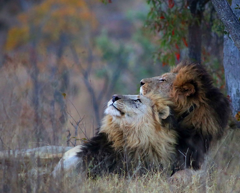 5 Sterne, Big Five, Lodge, Safari, Welgevonden, Welgevonden Game Reserve, Löwen, Wildlife, Afrikarma, Afrikarma Safaris, Afrikarma Safaris - Wildnis. Hautnah., Afrikarma.de