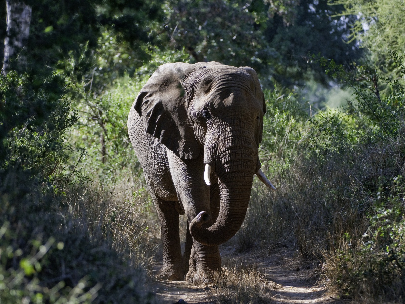 Pafuri Camp: Begegnung mit Elefant Kruger Nationalpark, Pafuri Camp, Tiere, Wilderness Safaris, Elefant, Pfad, Weg