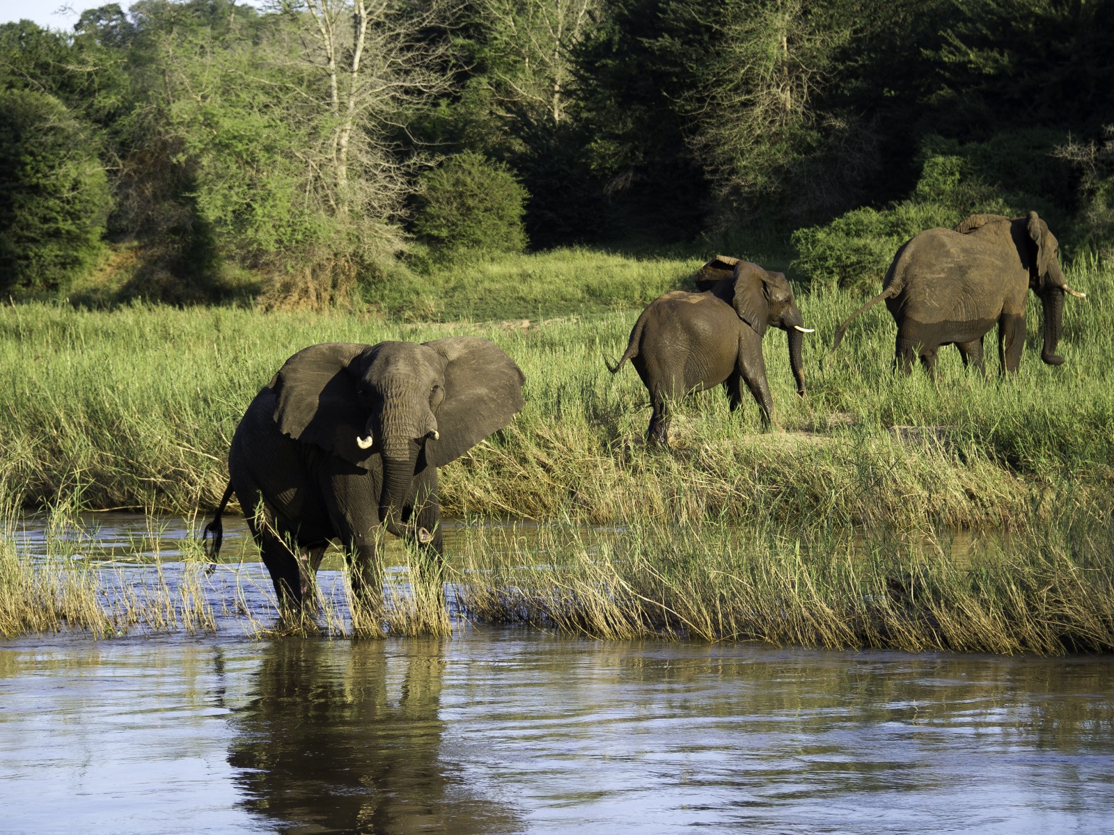 Pafuri Camp: Elefanten am Luvuvhu