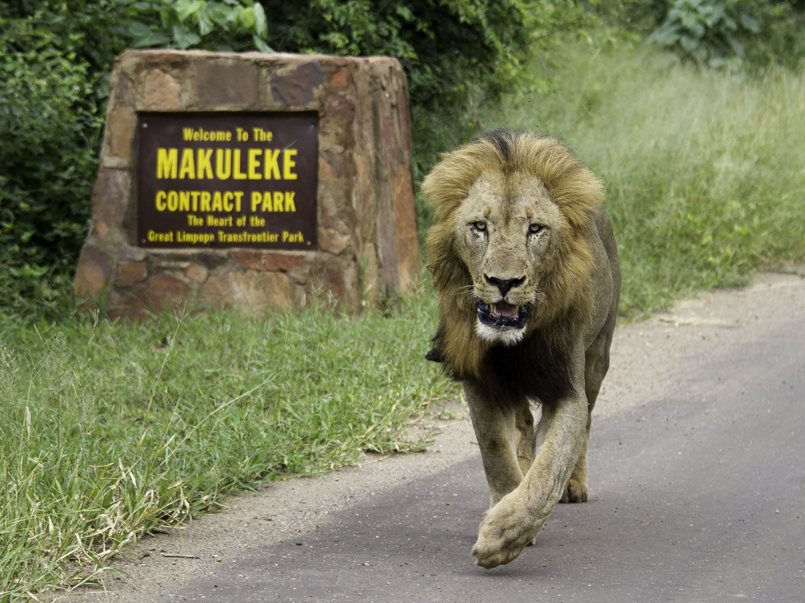Pafuri Camp: Löwe Makuleke