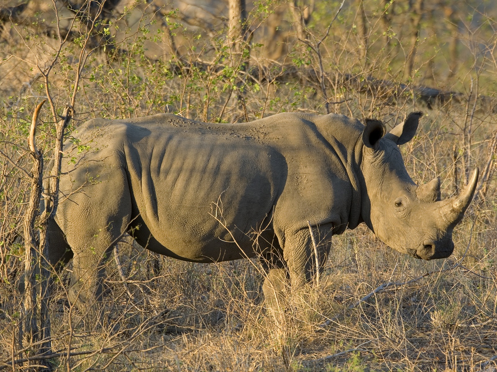 Pafuri Camp: Nashorn
