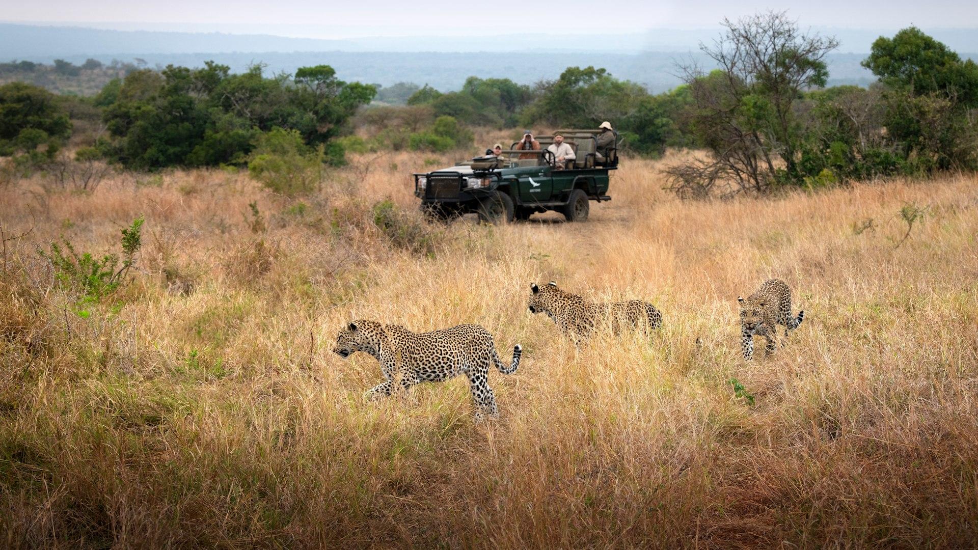 andBeyond Phinda Vlei Lodge: Leoparden auf Pirschfahrt beobachten andBeyond Phinda Vlei Lodge: Leoparden auf Pirschfahrt beobachten