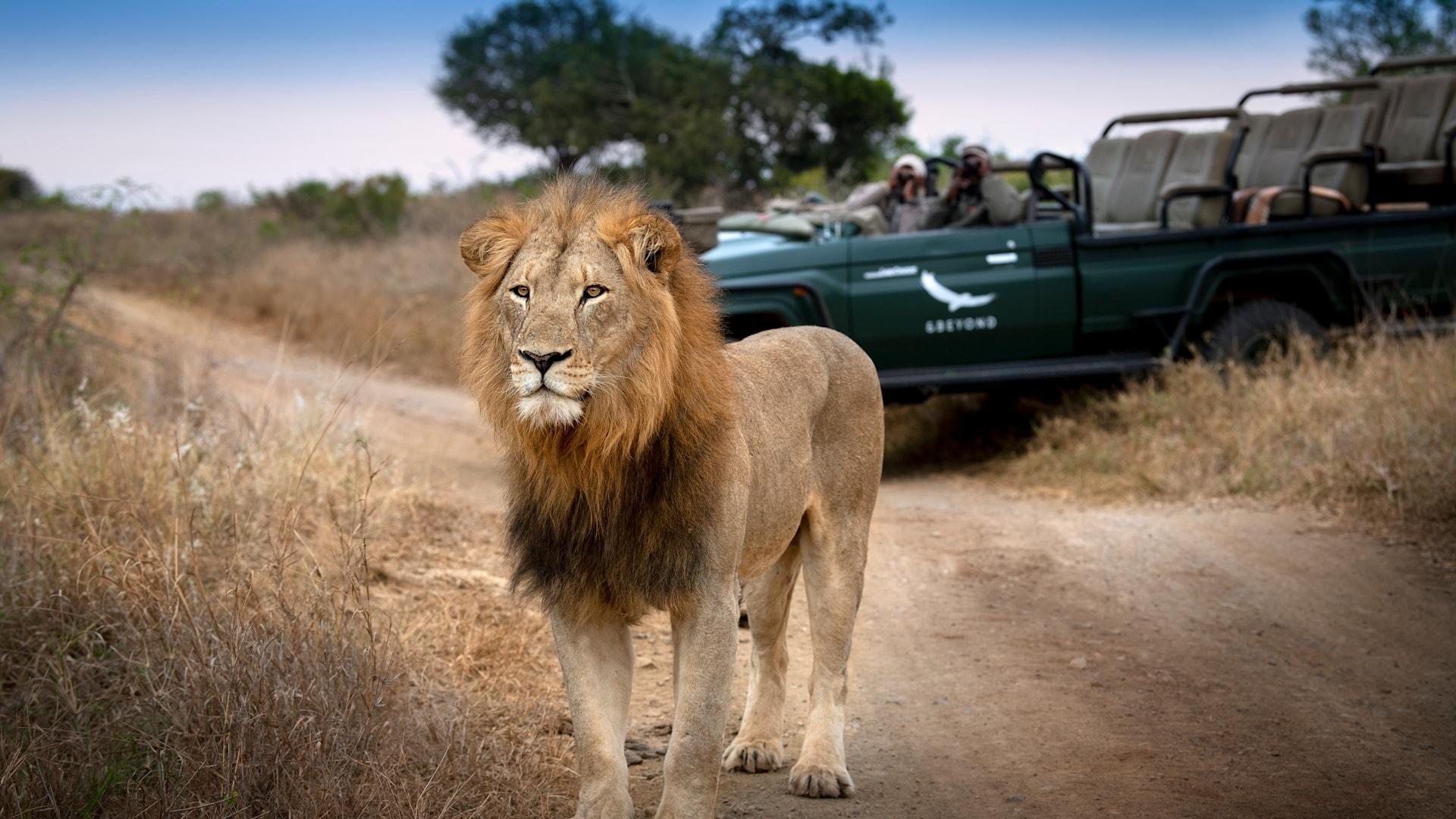 andBeyond Phinda Vlei Lodge: Löwe vor Pirschfahrzeug andBeyond Phinda Vlei Lodge: Löwe vor Pirschfahrzeug