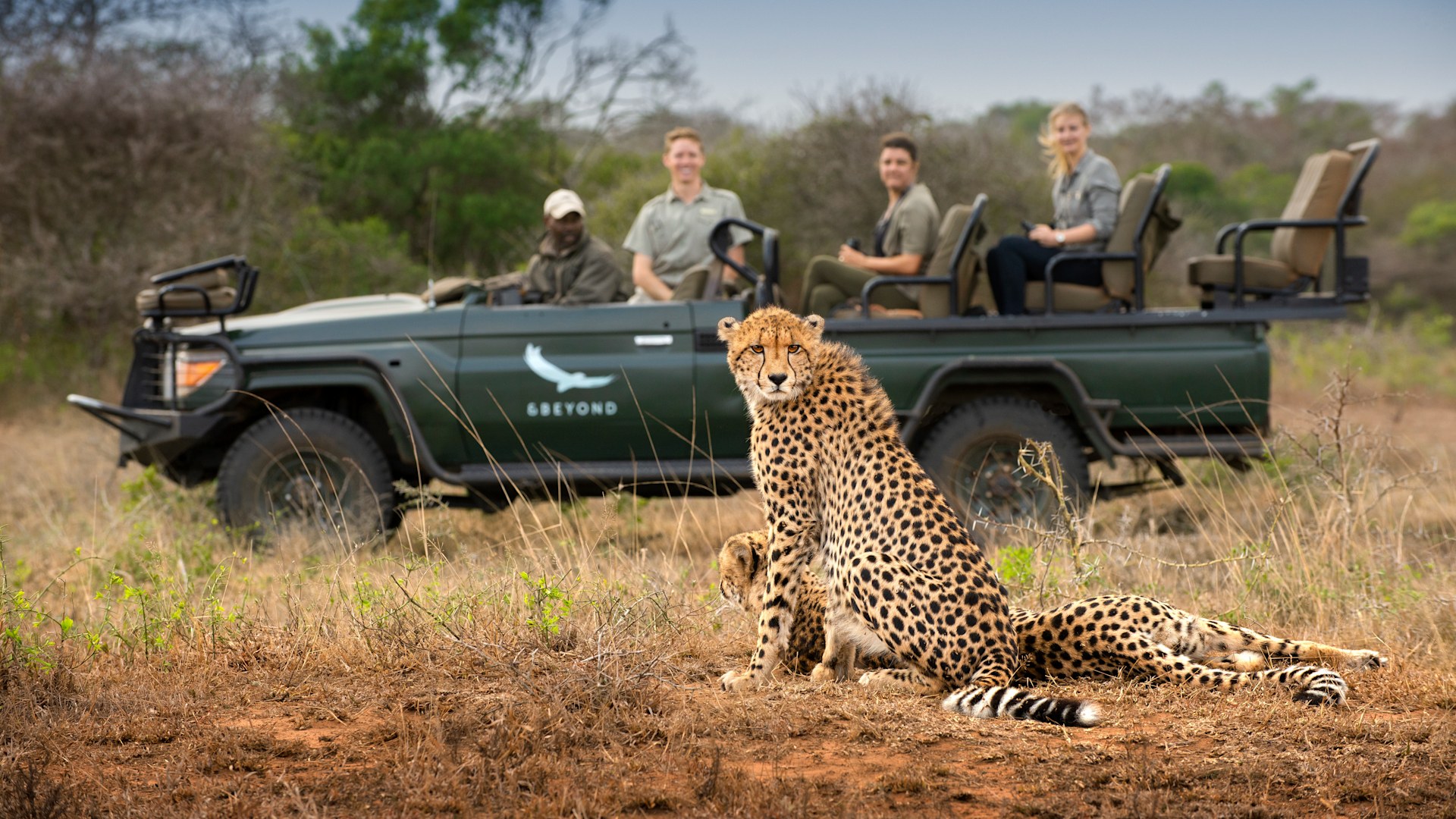 andBeyond Phinda Vlei Lodge: Zwei Geparden auf Pirschfahrt