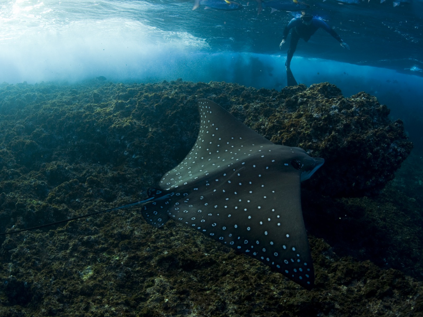 Rocktail Beach Camp, Adlerrochen, Eagle Ray, Fische, Korallen, Schnorcheln, Scuba Dive, Scuba Diving, Tauchen, Tauchgang, Unterwasserwelt, Afrikarma, Afrikarma.de, Wilderness Adventure, Wilderness Safaris