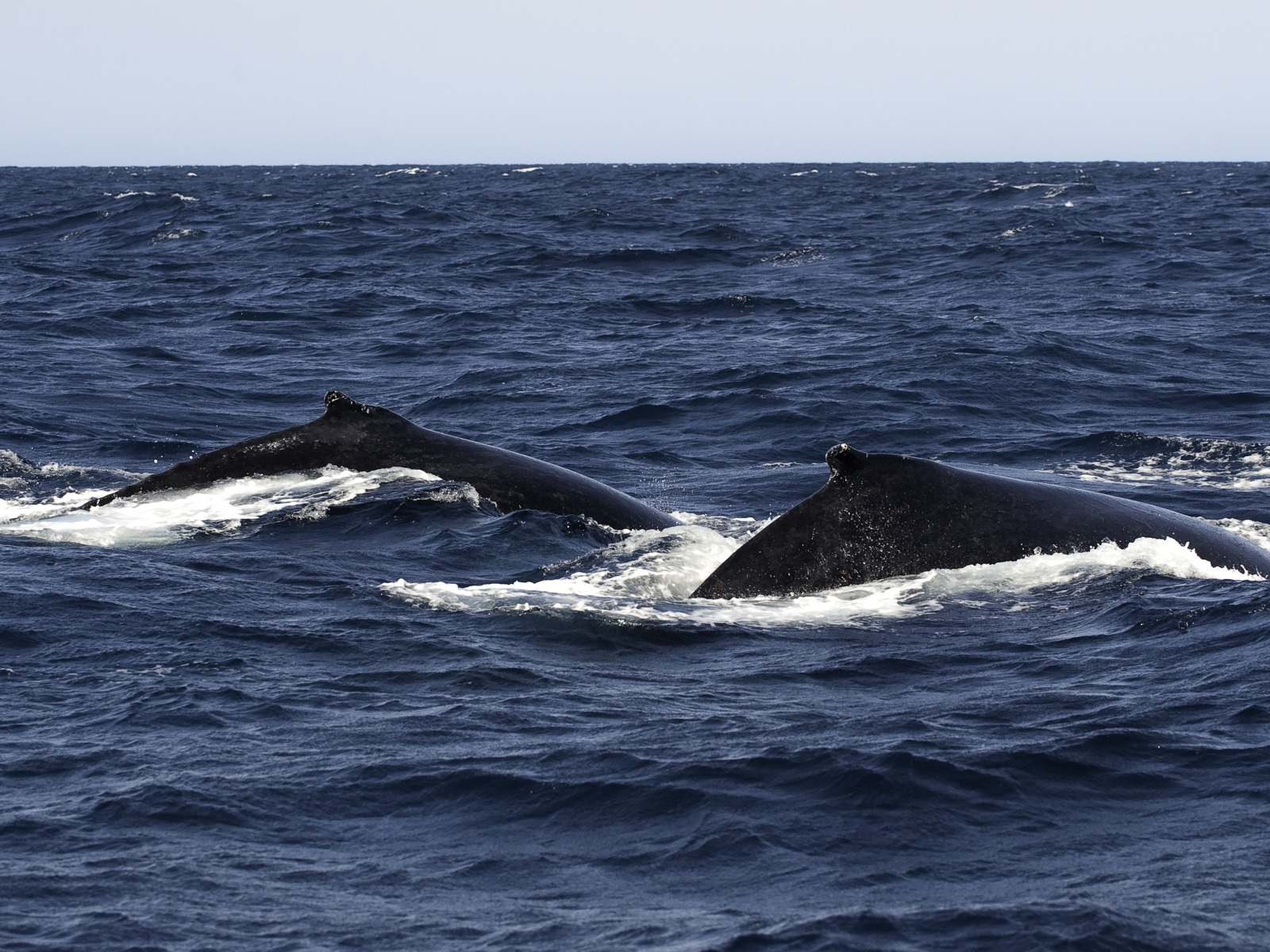 Rocktail Beach Camp, Buckelwal, Humpback Whale, Megaptera novaeangliae, Wale, Afrikarma, Afrikarma.de, Wilderness Adventure, Wilderness Safaris