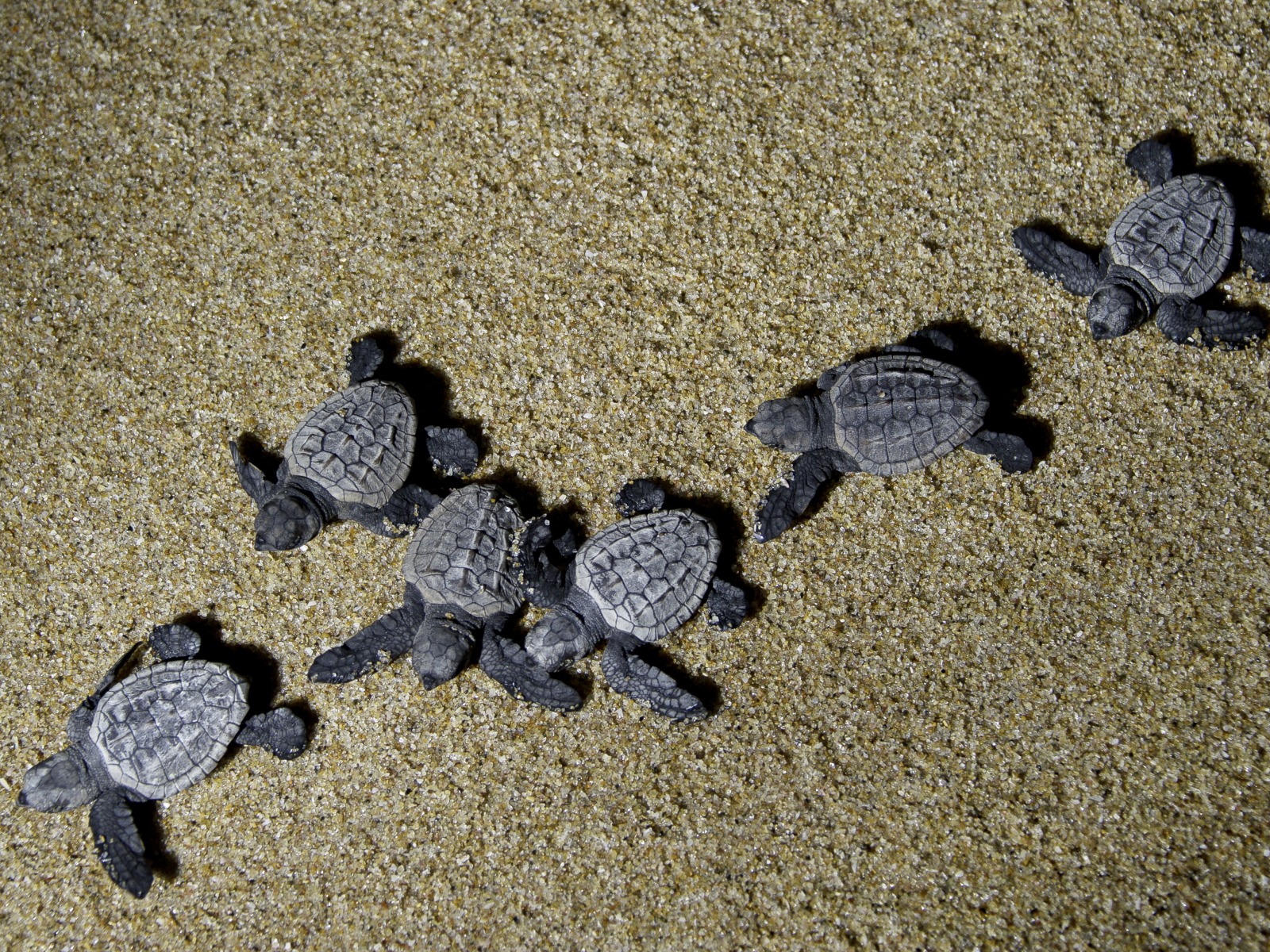 Rocktail Beach Camp, Caretta caretta, Loggerhead sea turtle, Unechte Karettschildkröte, Afrikarma, Afrikarma.de, Wilderness Adventure, Wilderness Safaris