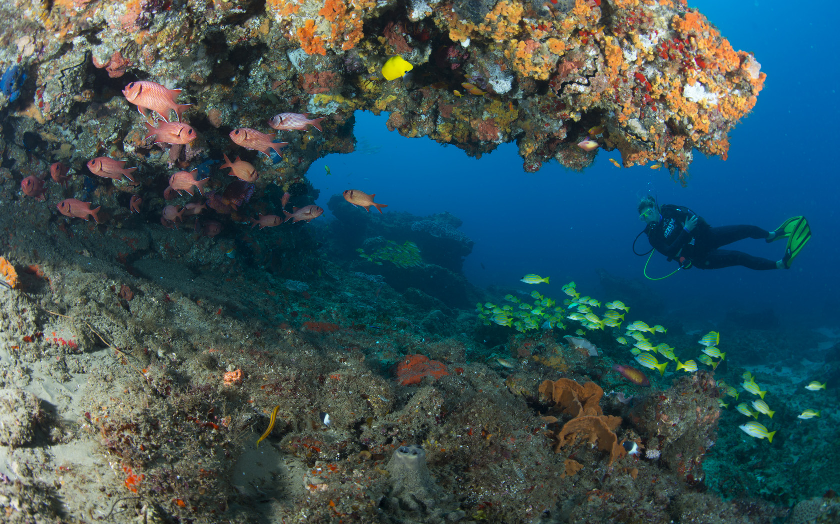 Rocktail Beach Camp, Fische, Korallen, Schnorcheln, Scuba Dive, Scuba Diving, Tauchen, Tauchgang, Unterwasserwelt, Schwerelosigkeit, Afrikarma, Afrikarma.de, Wilderness Adventure, Wilderness Safaris