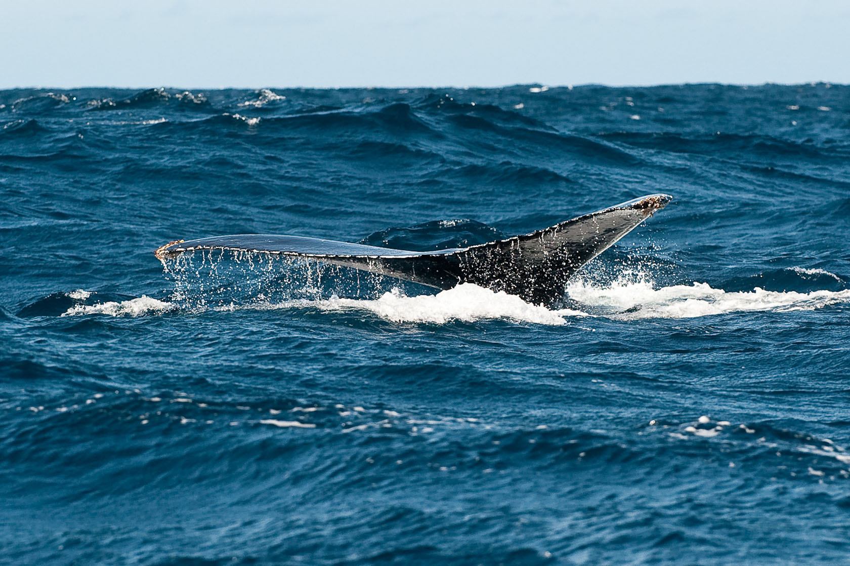Rocktail Beach Camp: Walflosse