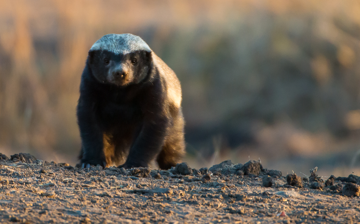 Sabi Sabi Earth Lodge: Honey Badger